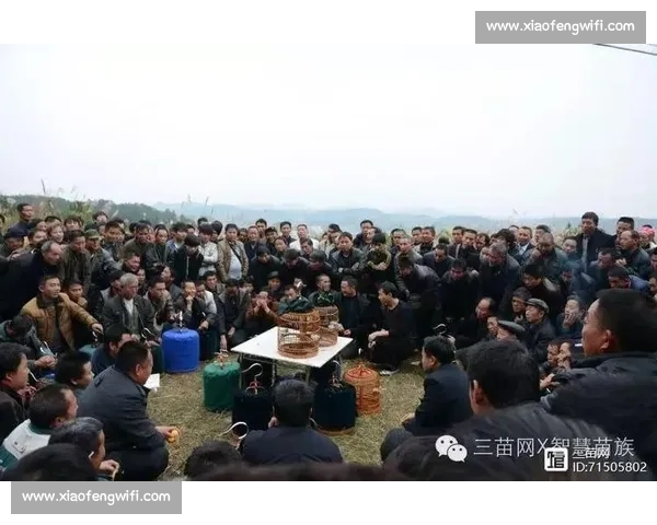 凯里传统斗鸡比赛盛况及民俗文化传承探索与体验