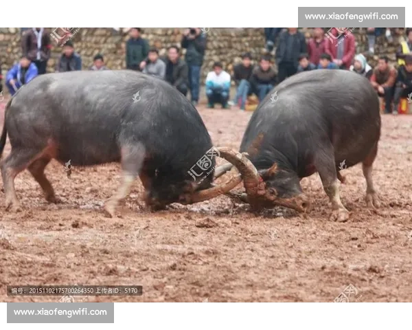 广西斗牛比赛：传统文化的传承与发展，探索民间竞技的魅力与特色
