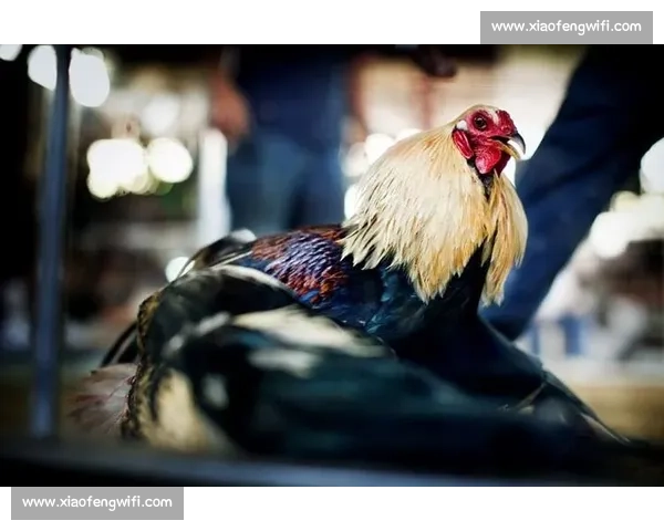 斗鸡比赛中常见兴奋剂使用现象及防控策略研究